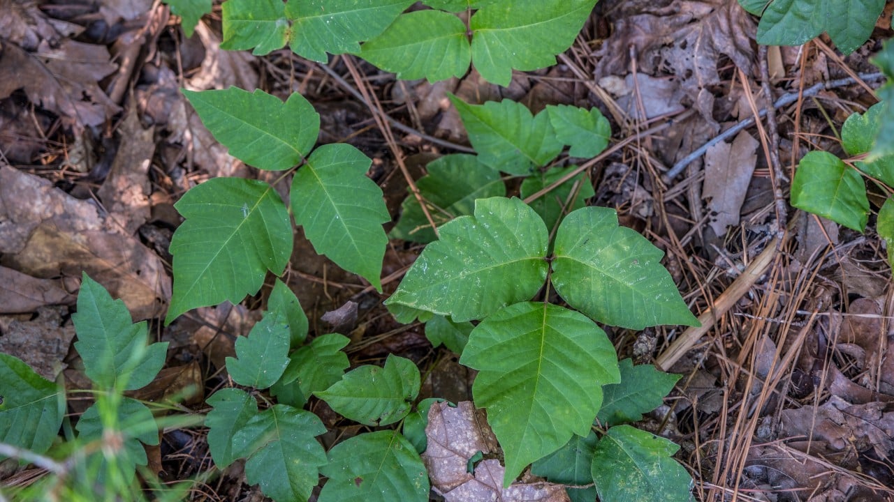 ¡Cuidado con las plantas venenosas!