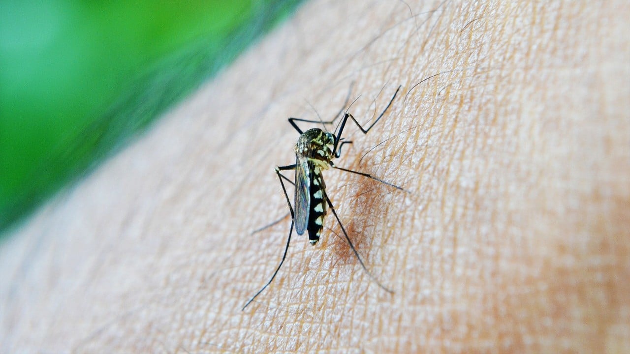 ¿Has oído hablar del dengue?