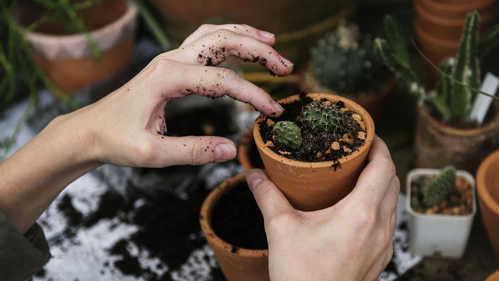 la jardinería