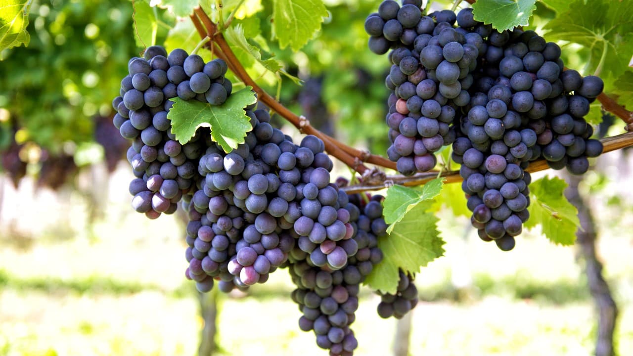 La uva protege tu piel de la UVA (y de la UVB)