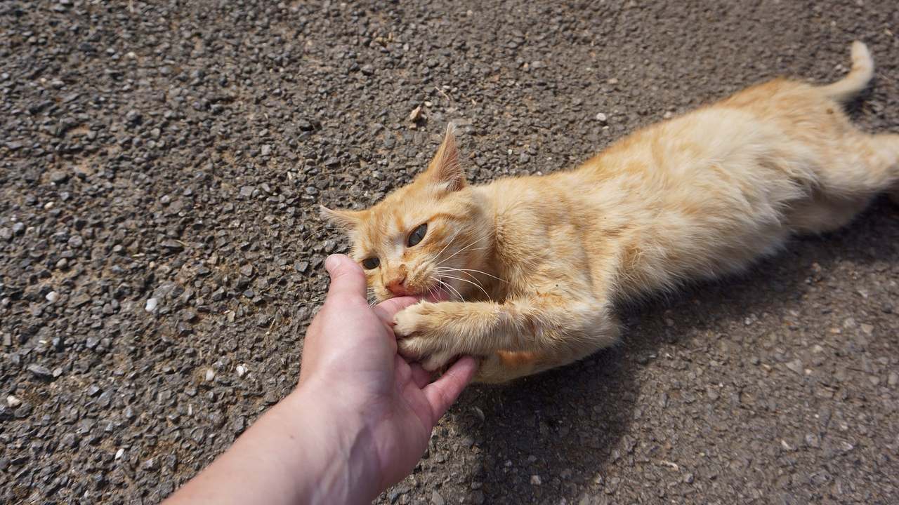 Cuando los gatos muerden