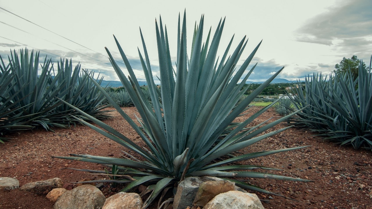 Agave - usos medicinales