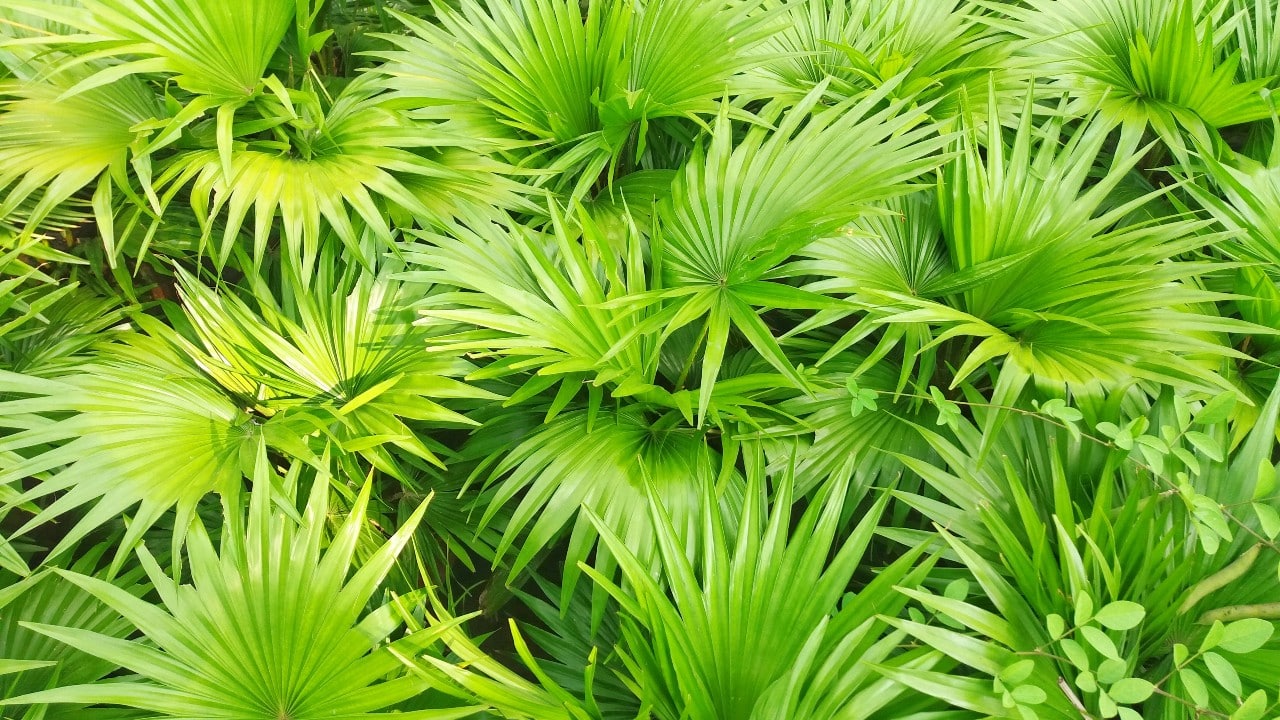 La palma enana americana (saw palmetto)