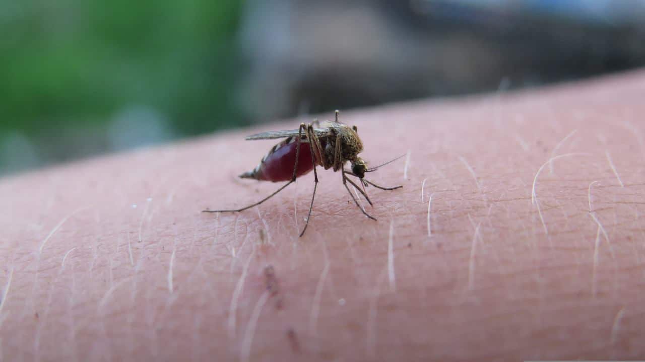 8 razones por las que los mosquitos pican a unas personas más que a otras