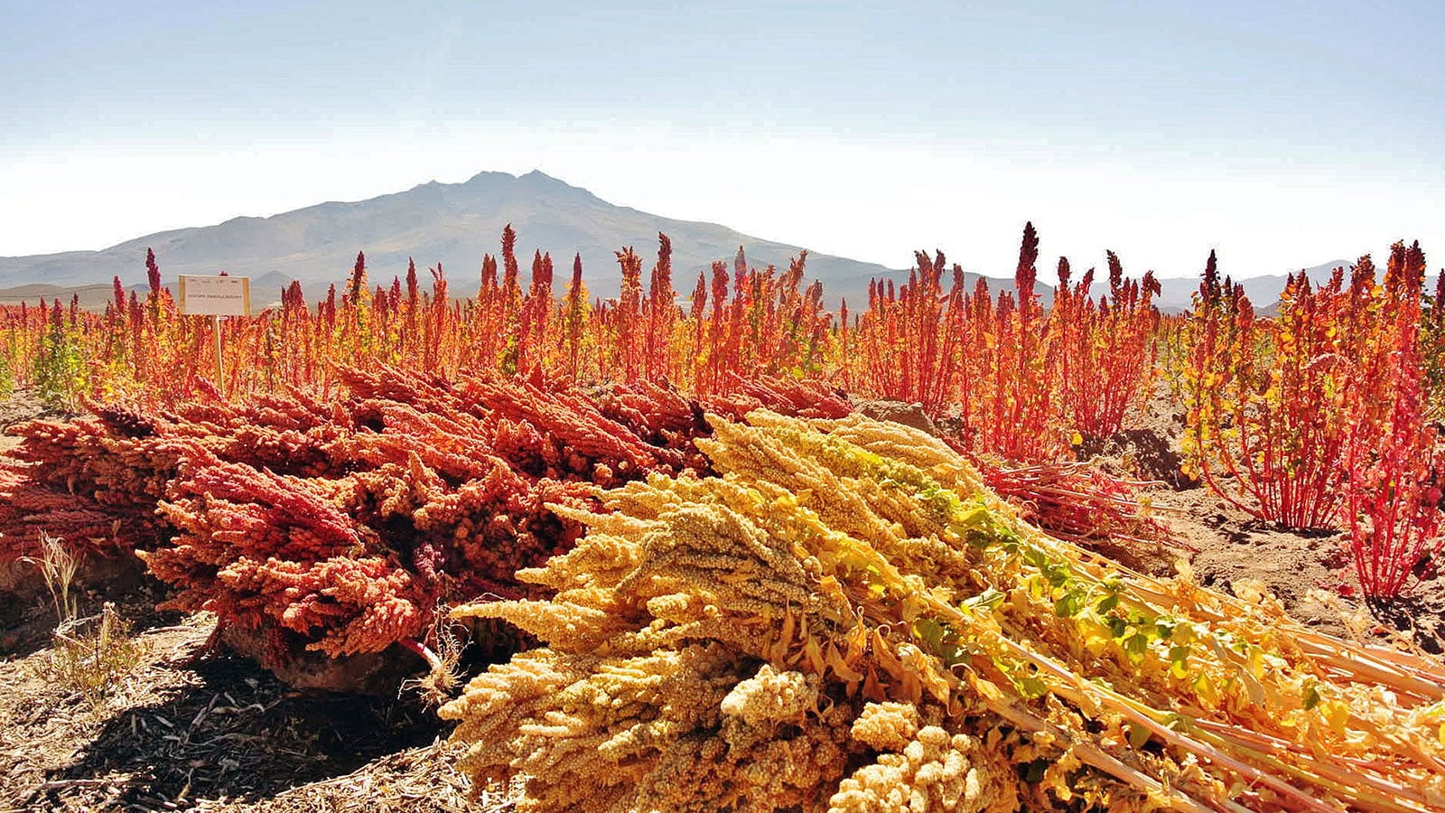 la quinoa y la chía
