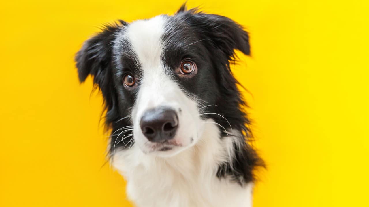 La mordida de un perro: un accidente común que puede evitarse