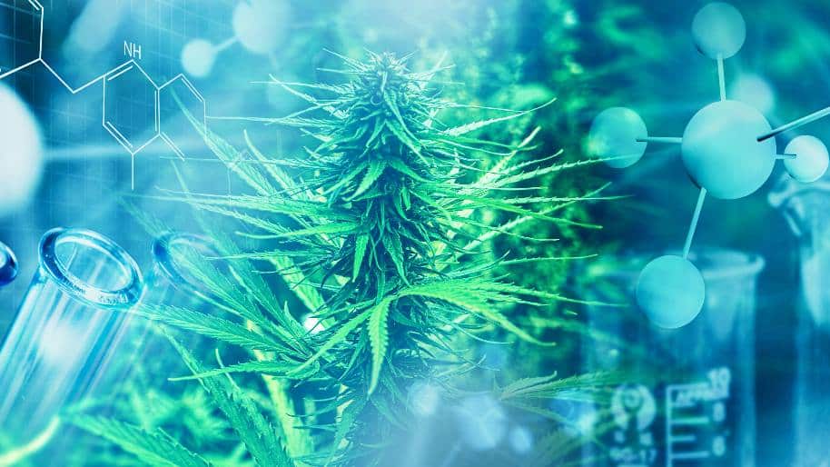El cannabis y su uso dentro del tratamiento del cáncer