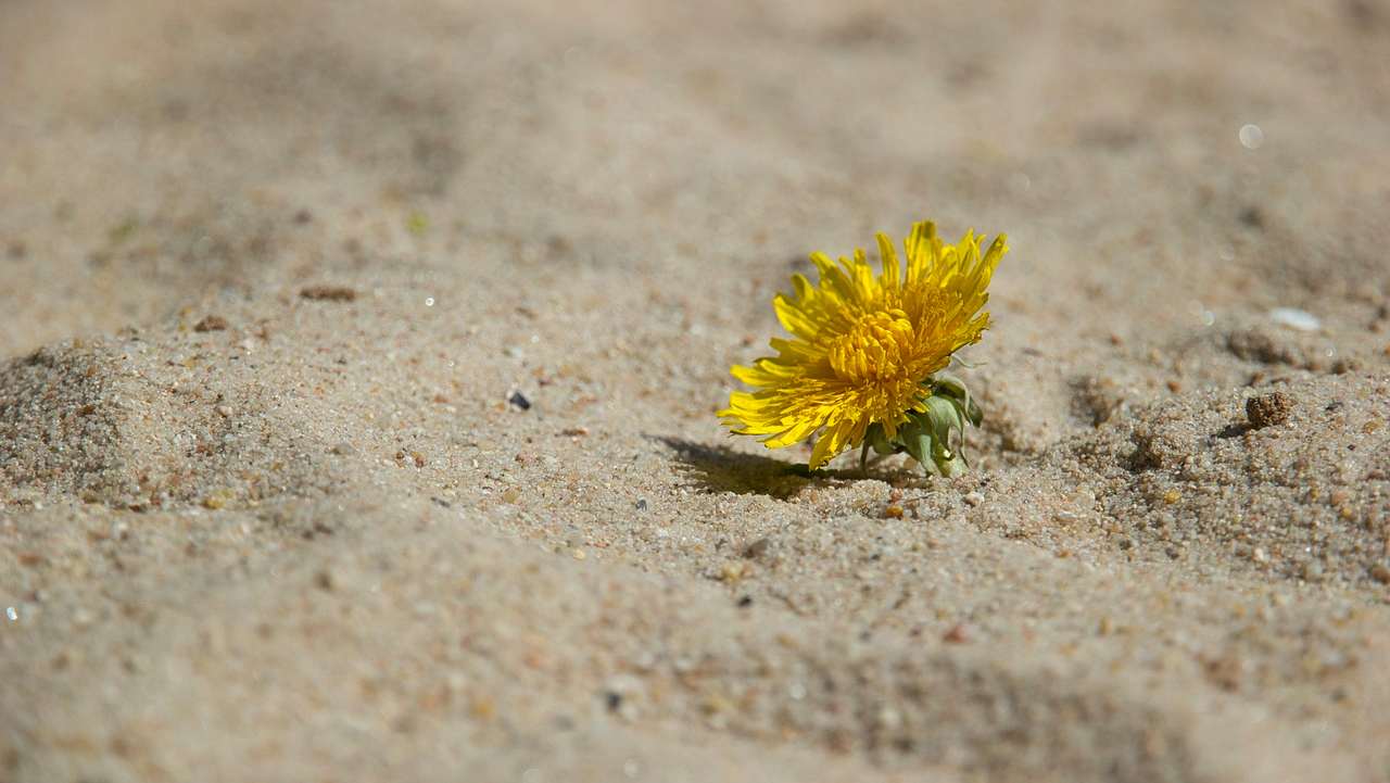 El cambio climático nos trae nuevas enfermedades emergentes