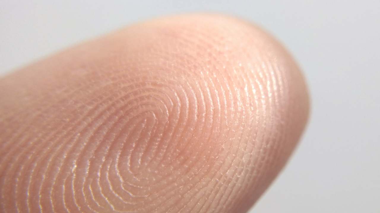 Todo sobre las huellas digitales o dactilares