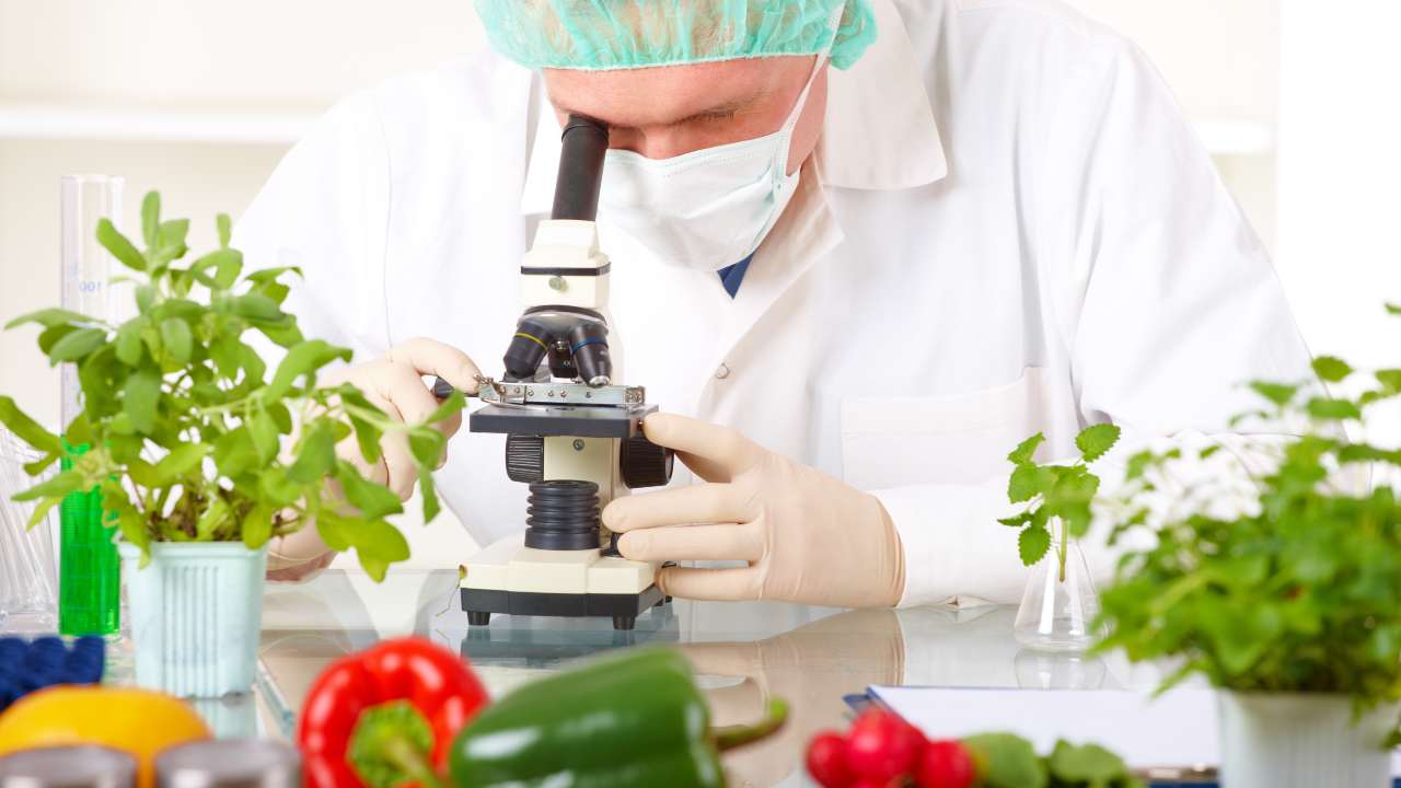 Alimentos transgénicos: ¿Son un peligro?