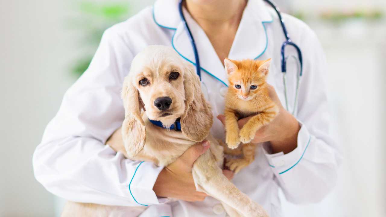 Cuida el bienestar emocional de tu mascota
