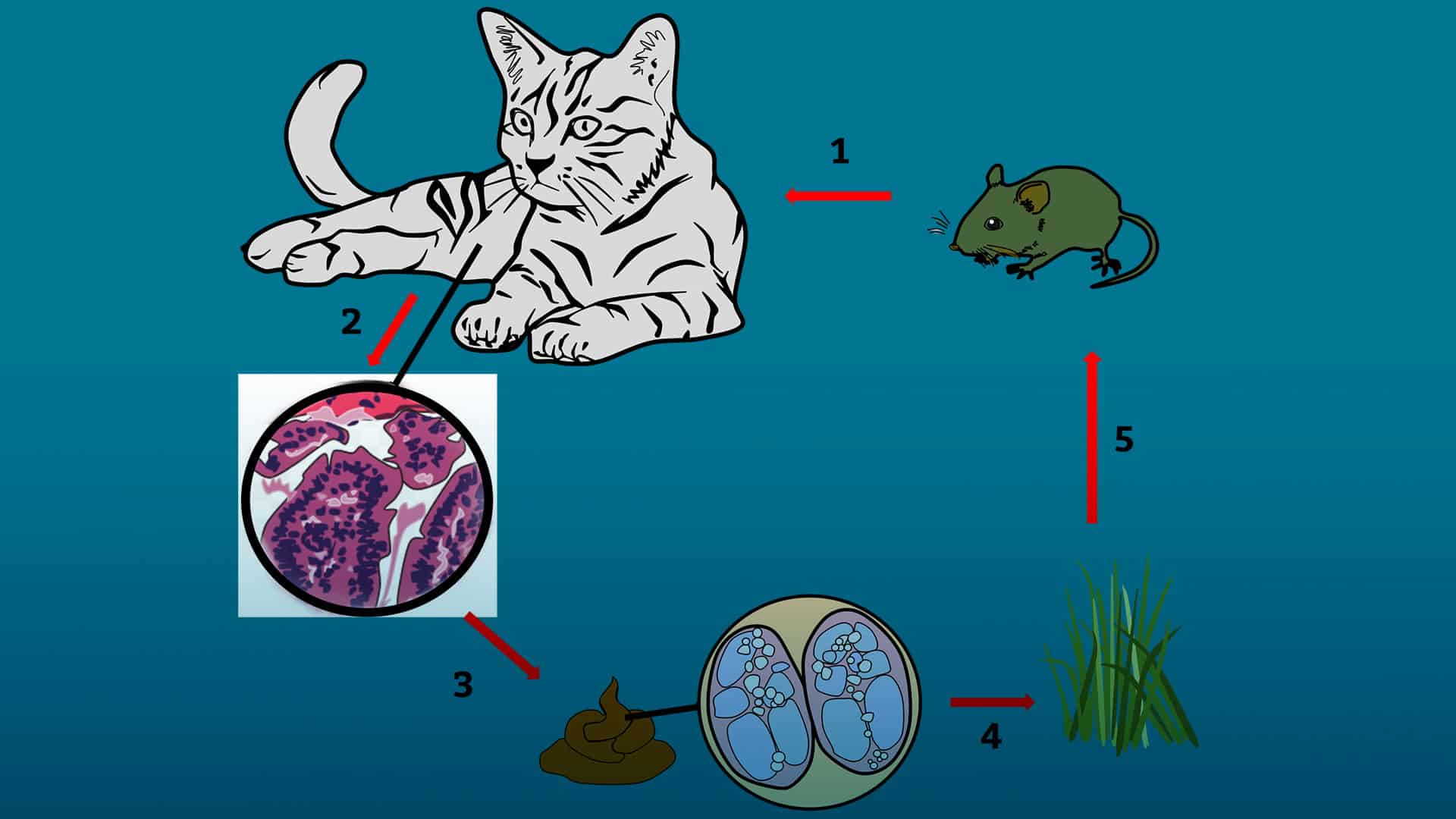 Toxoplasmosis