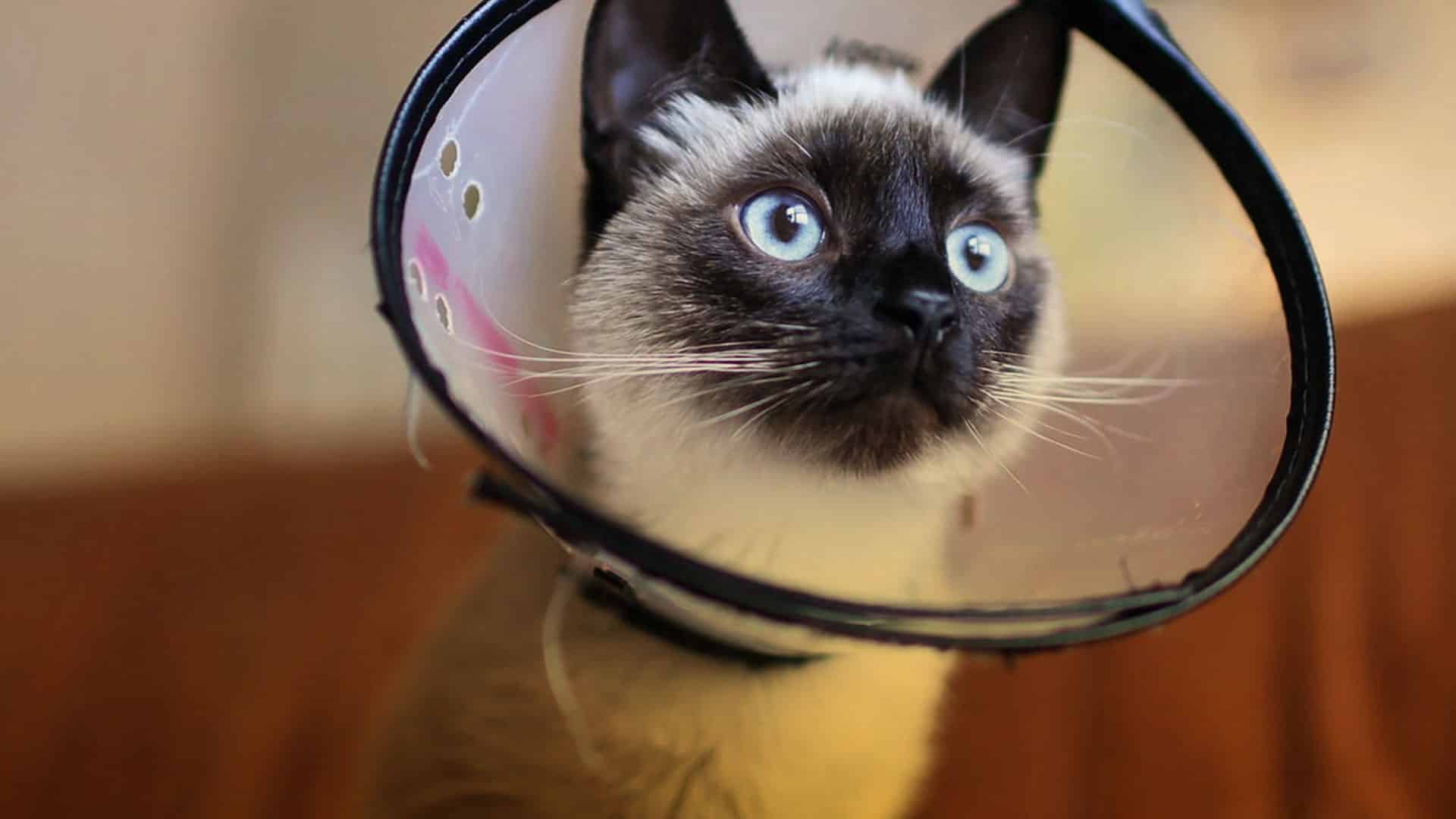 Esterilización de perros y gatos