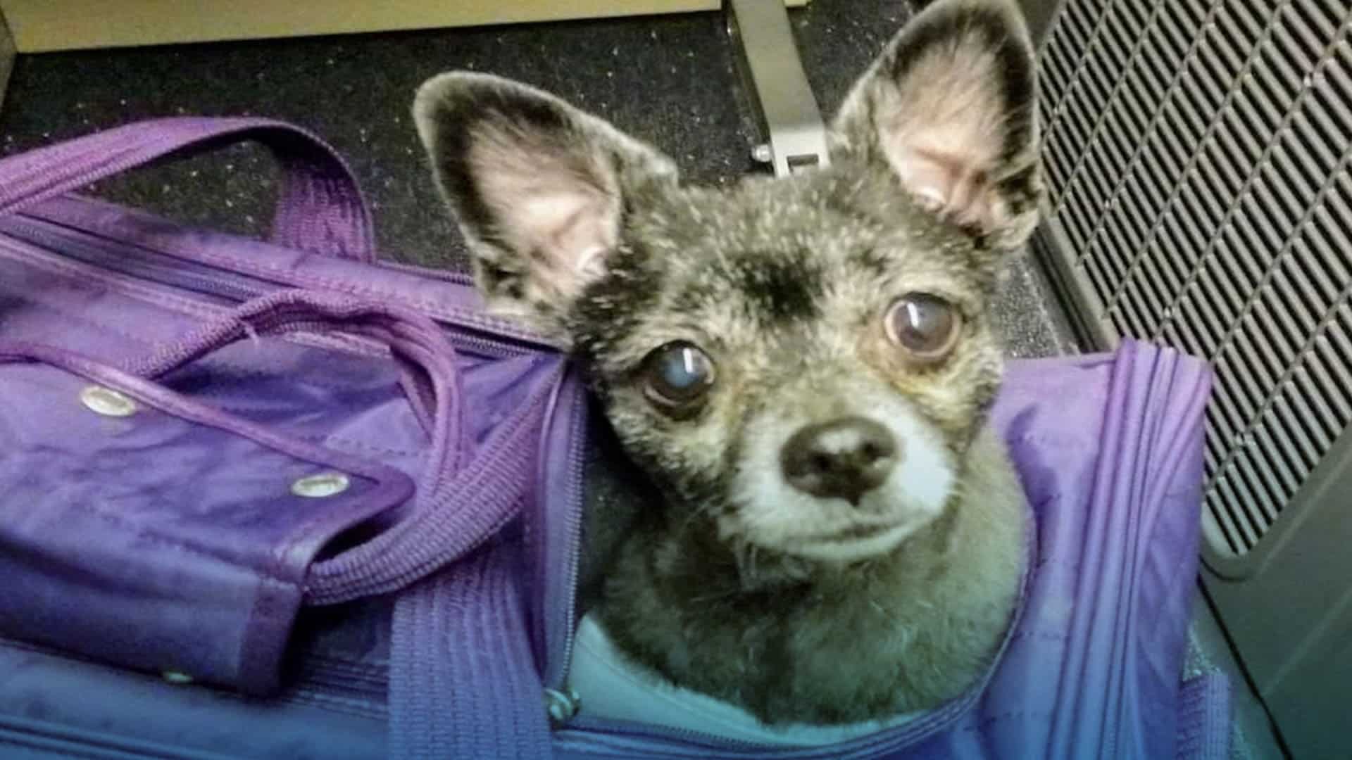 Vacaciones para mascotas