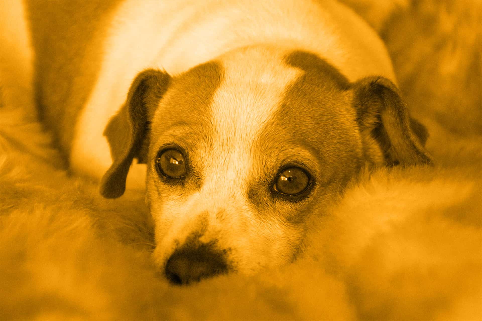 ¿Cómo elegir la mascota ideal?