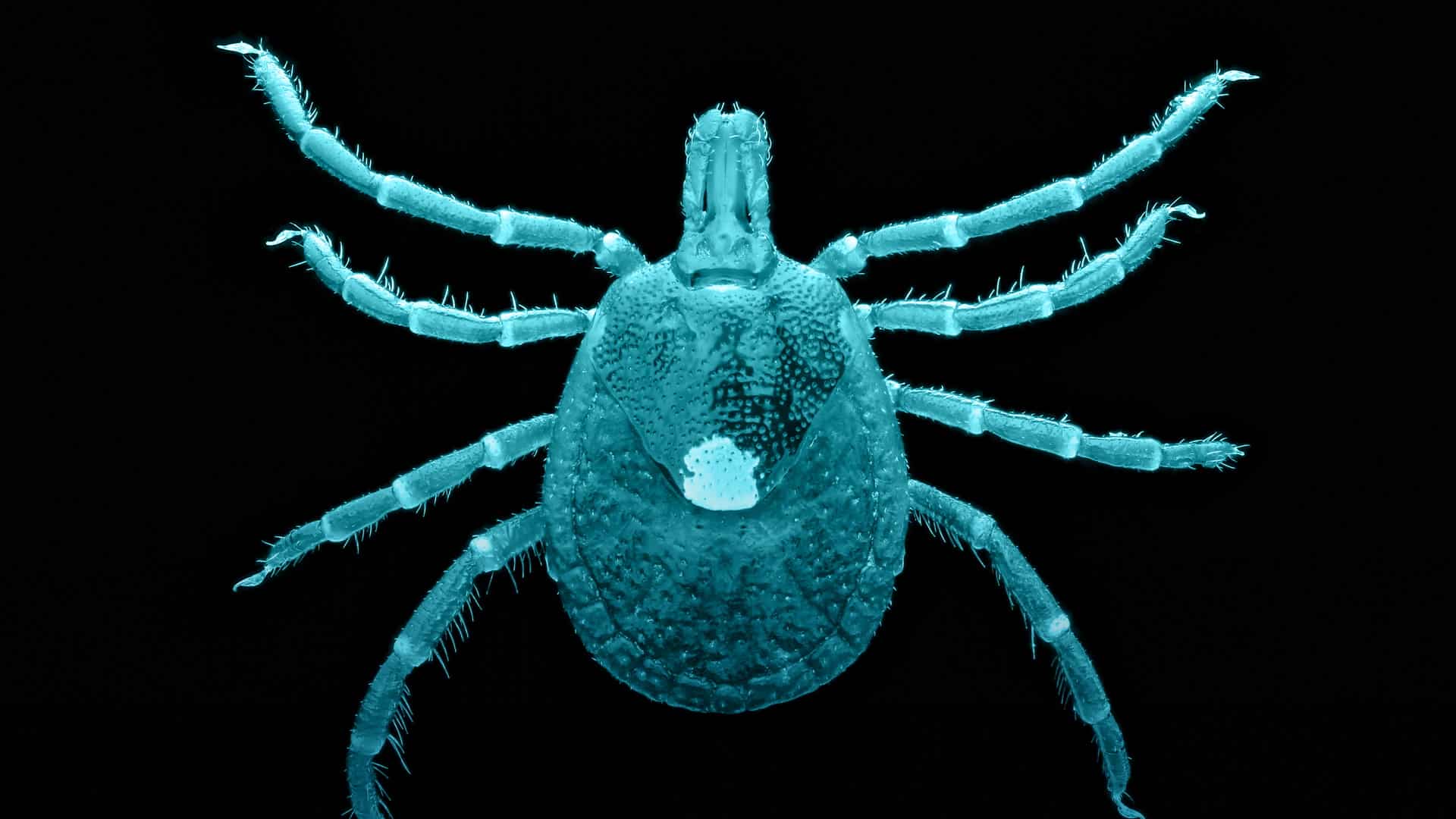 La garrapata estrella solitaria es la causante de la alergia alimentaria