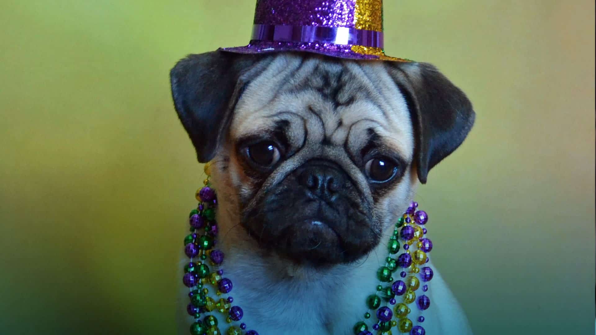 Mascotas humanizadas