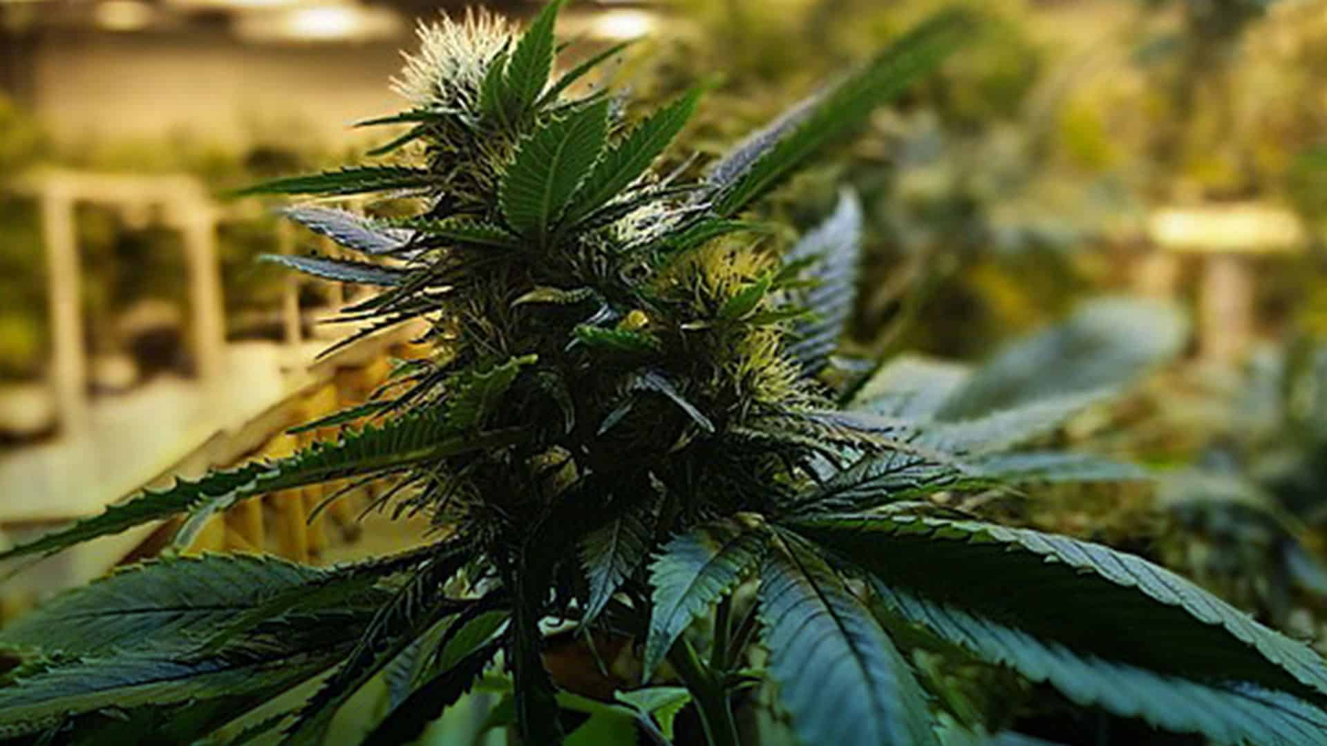 Uso médico del cannabis