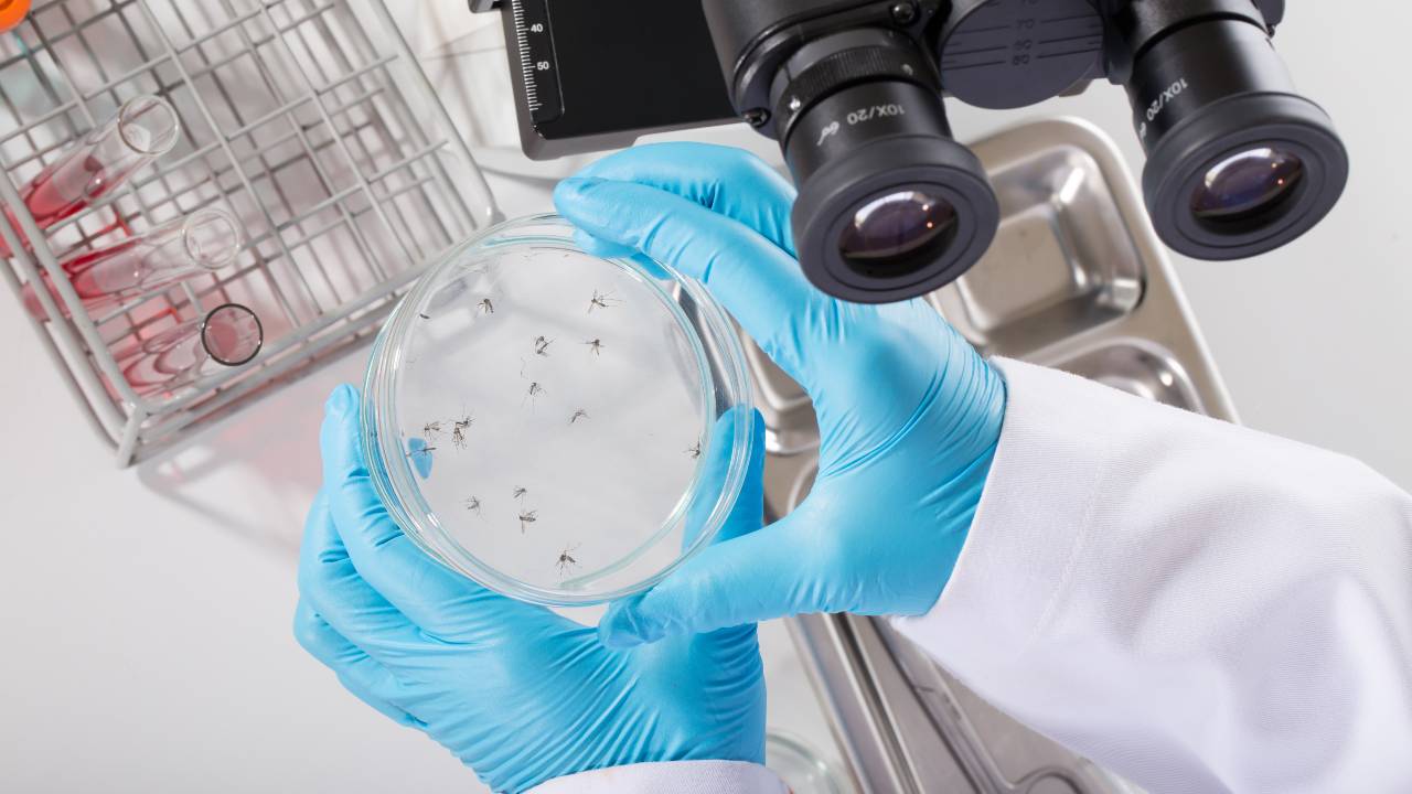 Avances contra el dengue: las últimas Investigaciones