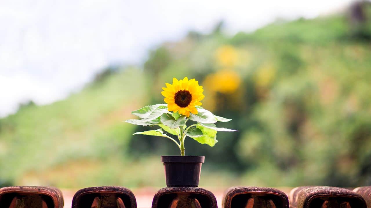 jardín en primavera con plantas y flores saludables