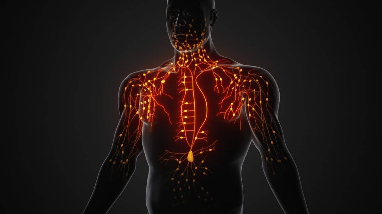 representación del sistema linfático en el cuerpo humano