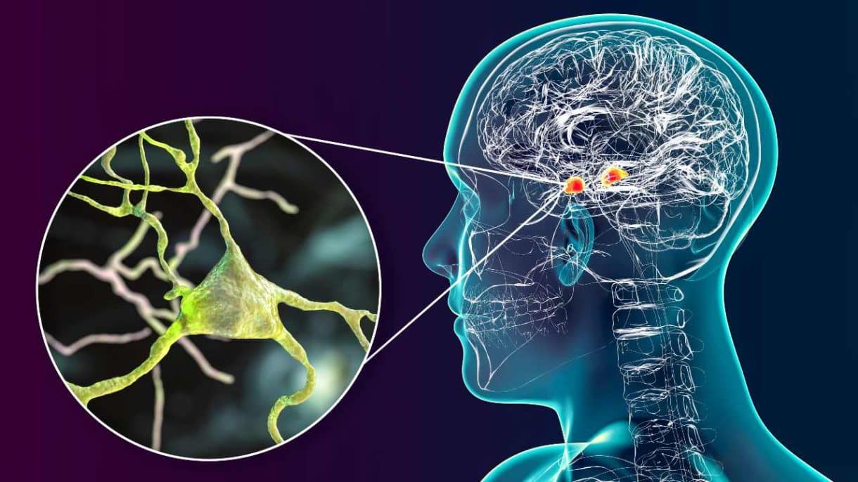 Cerebro humano procesando decisiones a través de estímulos conectados