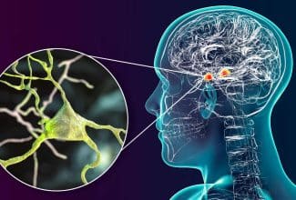 Cerebro humano procesando decisiones a través de estímulos conectados