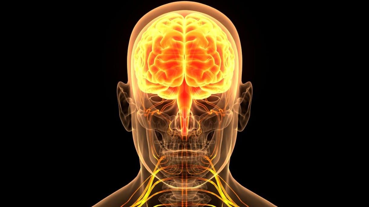 Ilustración del sistema nervioso central humano