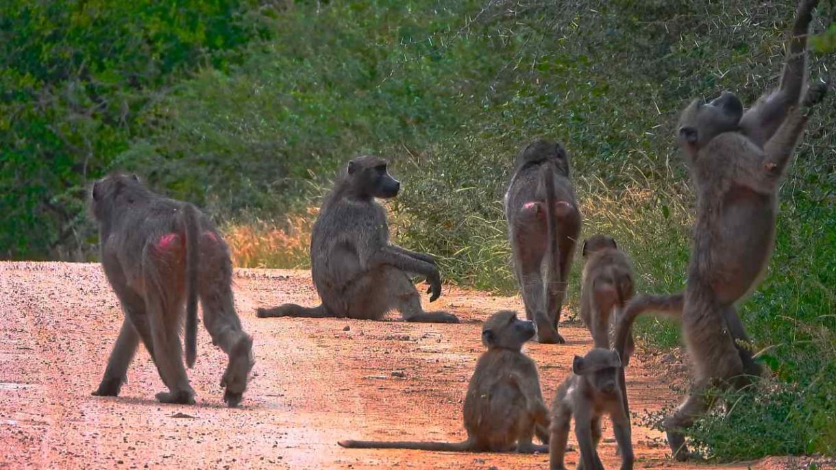 Grupo de primates en la selva con interacción social visible