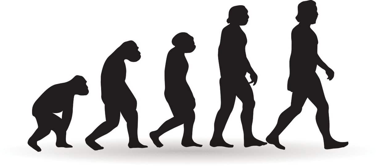Comparación de la pelvis humana con la de un primate