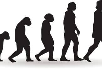 Comparación de la pelvis humana con la de un primate