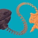Conexión entre intestino y cerebro en alzhéimer y párkinson