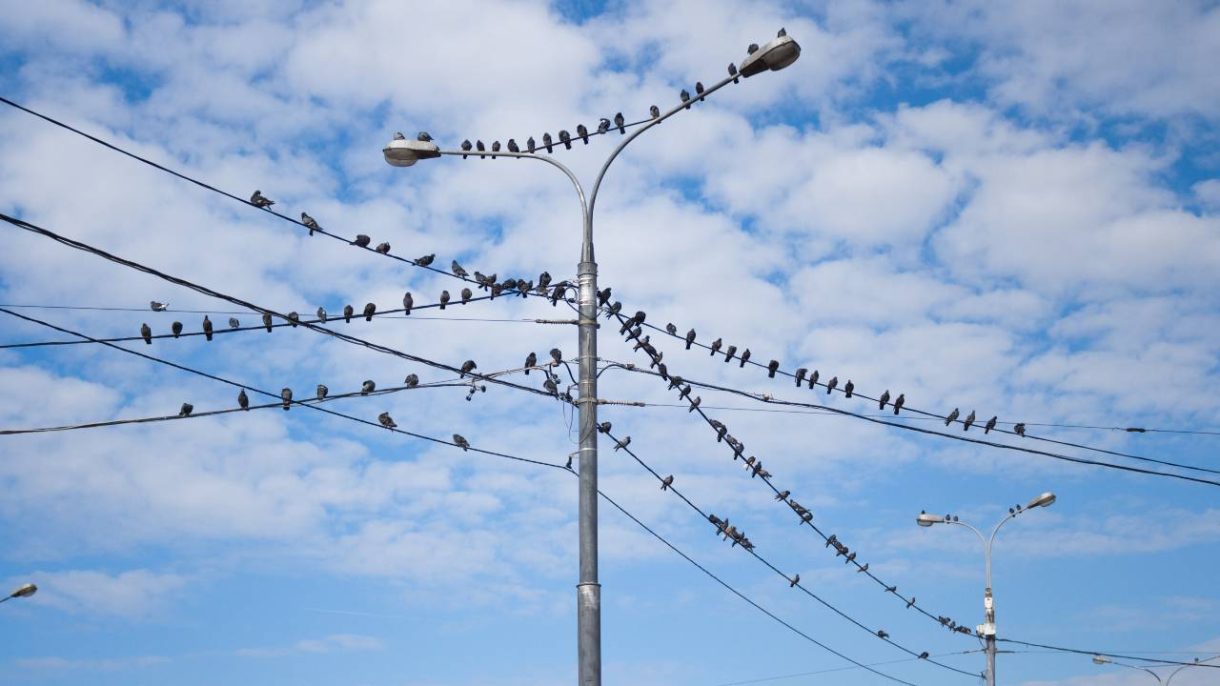 Ave urbana en la ciudad