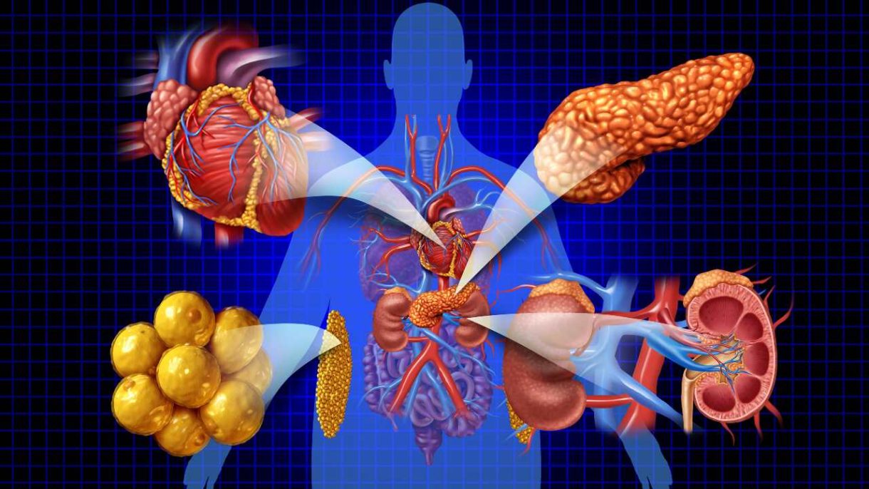 Ilustración del corazón, riñones y metabolismo conectados en el cuerpo humano