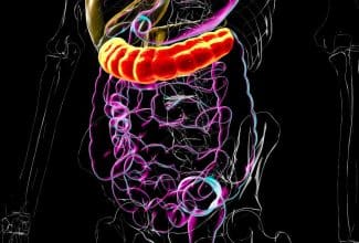 Ilustración del intestino grueso resaltando el colon