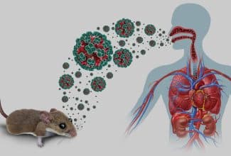 Roedor salvaje portador de hantavirus