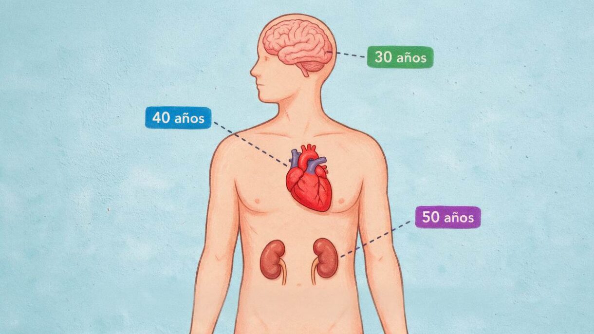 Ilustración del cuerpo humano mostrando el corazón, cerebro y riñones con diferentes edades biológicas