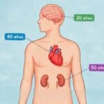 Ilustración del cuerpo humano mostrando el corazón, cerebro y riñones con diferentes edades biológicas