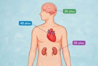 Ilustración del cuerpo humano mostrando el corazón, cerebro y riñones con diferentes edades biológicas