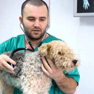 Descubre qué es la leptospirosis y aprende a prevenirla