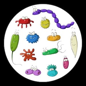 las bacterias