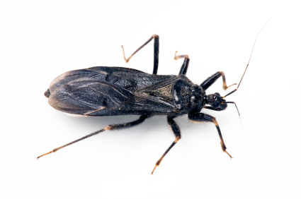 La enfermedad de Chagas: qué es, cómo se transmite y cómo se combate