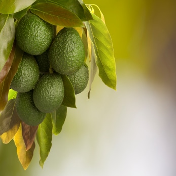 ¡Qué no falte el aguacate (la palta) en tu mesa!