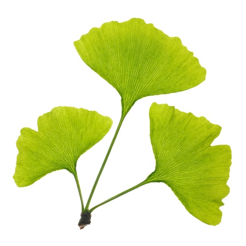ginkgo